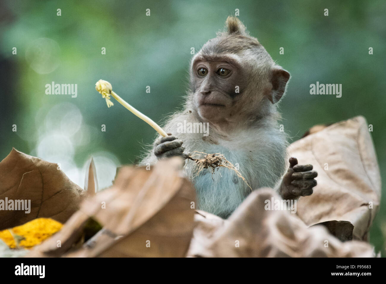 Crab Eating Macaque (Macaca fascicularis) baby with food stalk Stock