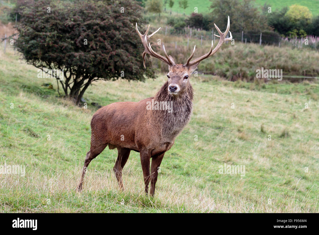 Red Deer Stag standing on a hillside in Perthshire Scotland Stock Photo