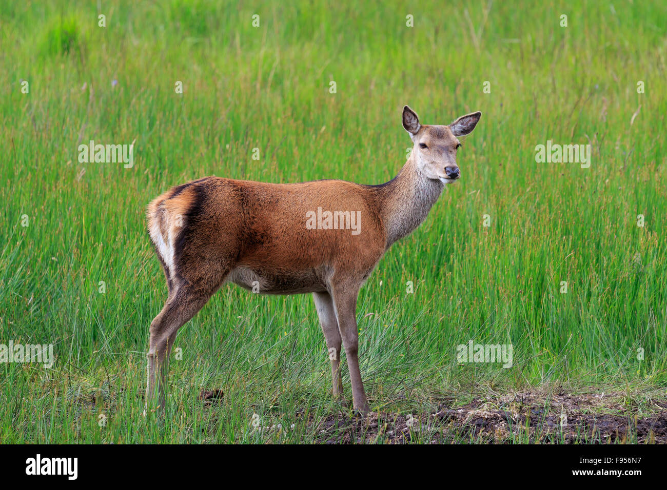 Lone Hind Red Deer standing in long grass in the Scottish Highlands Stock Photo