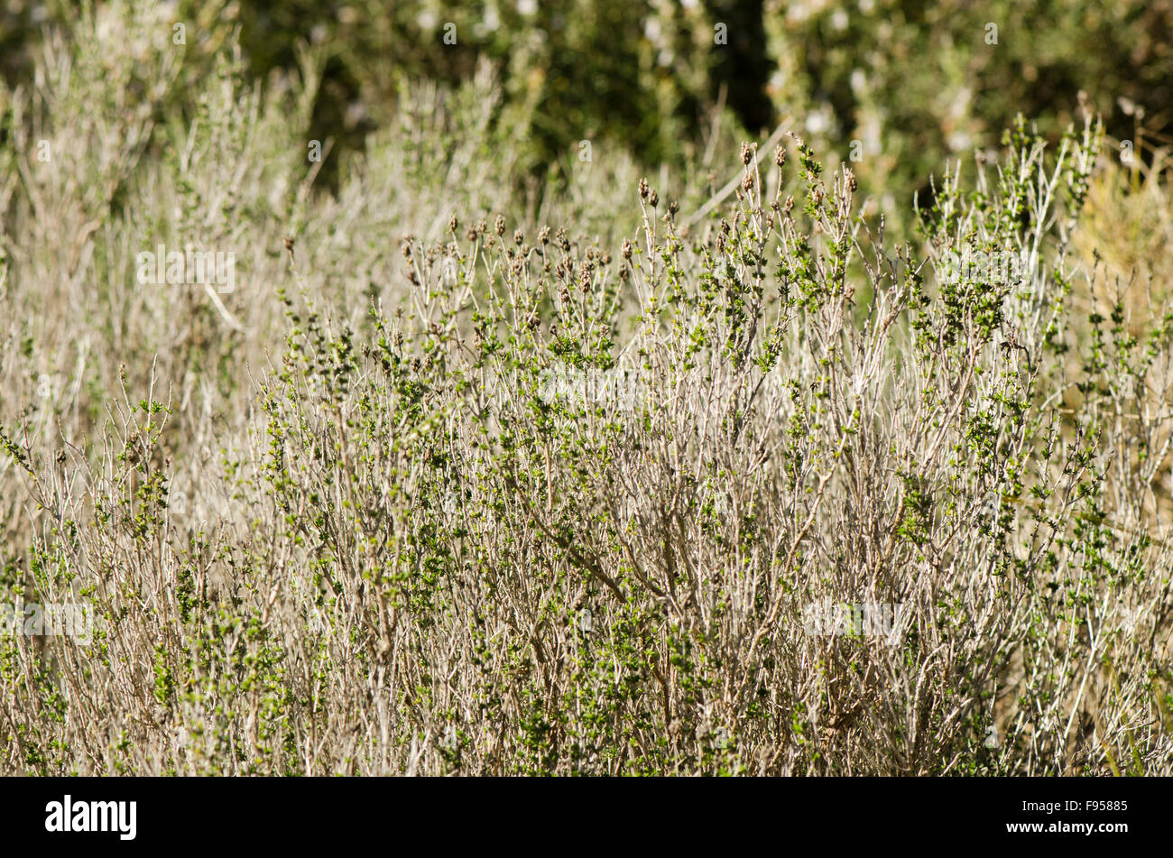 Thymus vulgaris, Common thyme, German thyme, garden thyme, wild herb in