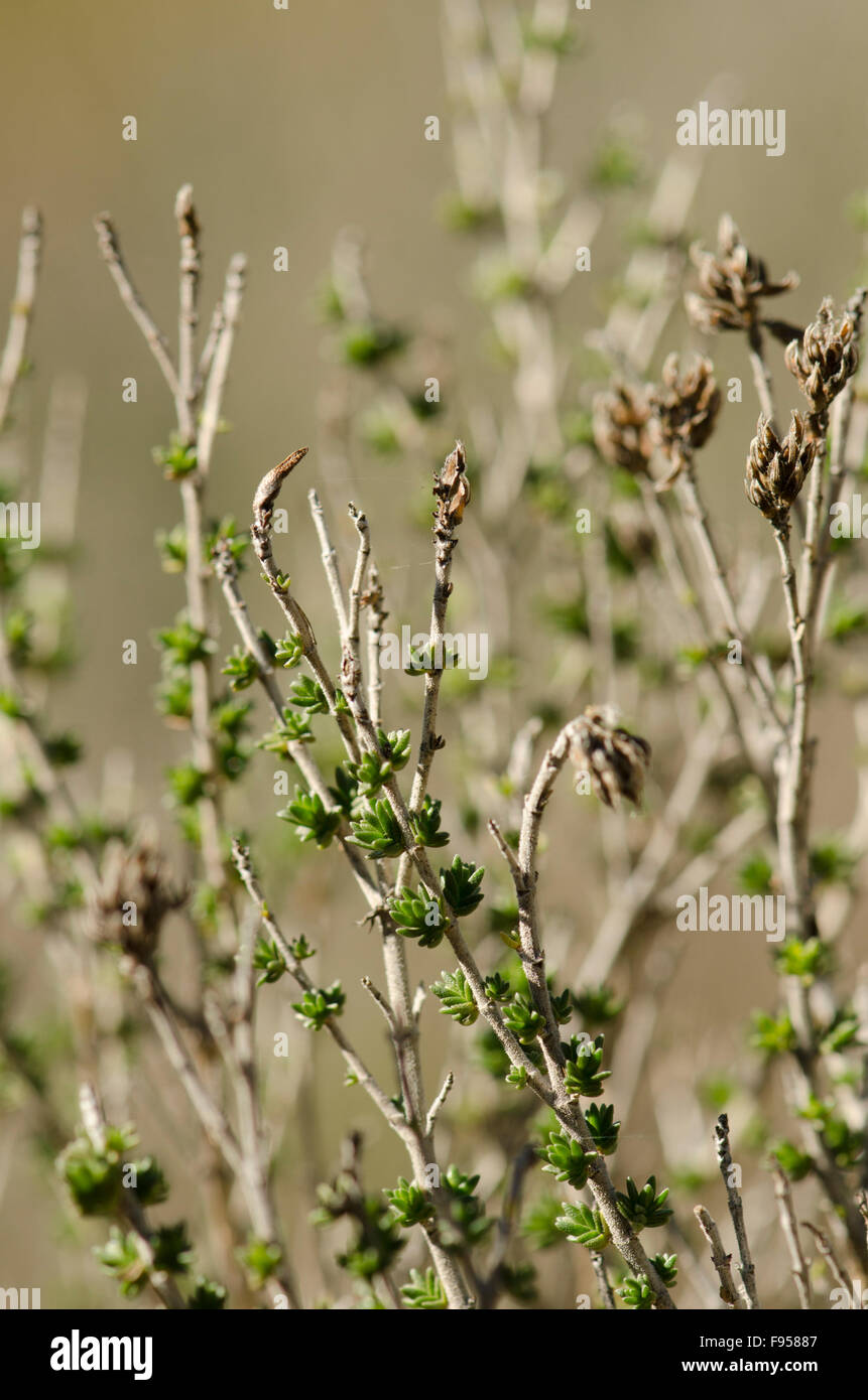 Thymus vulgaris, Common thyme, German thyme, garden thyme, wild herb in