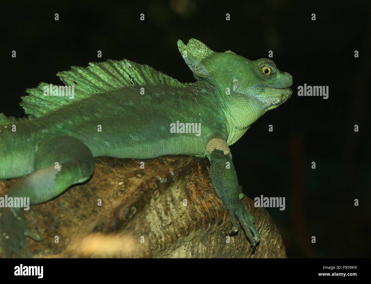 Male Central American Green or Plumed basilisk (Basiliscus plumifrons), a.k.a. double crested basilisk or  Jesus Christ Lizard Stock Photo