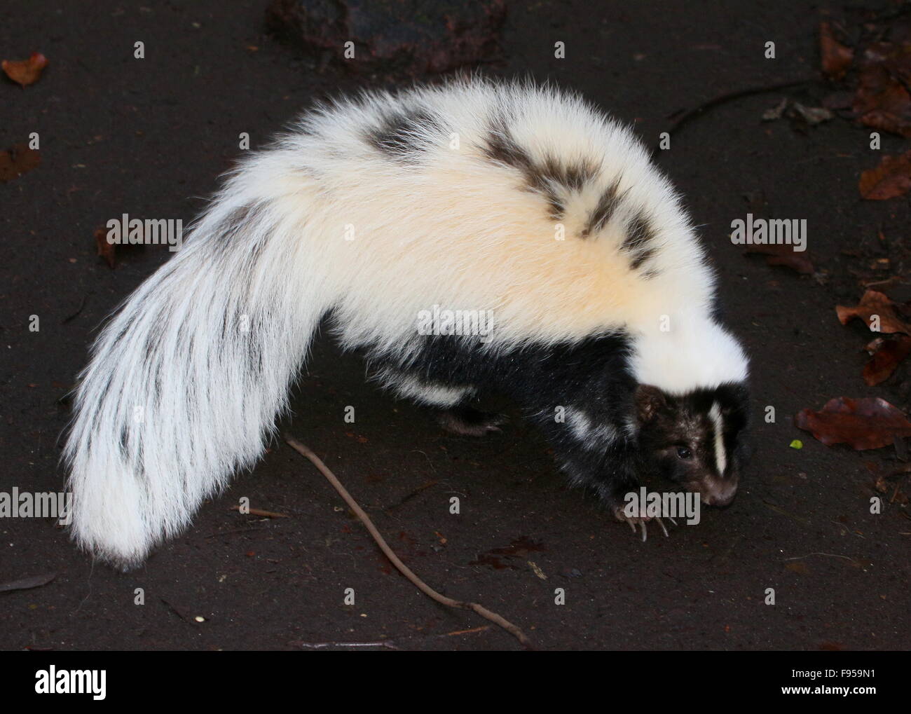 North American Striped skunk (Mephitis mephitis) Stock Photo