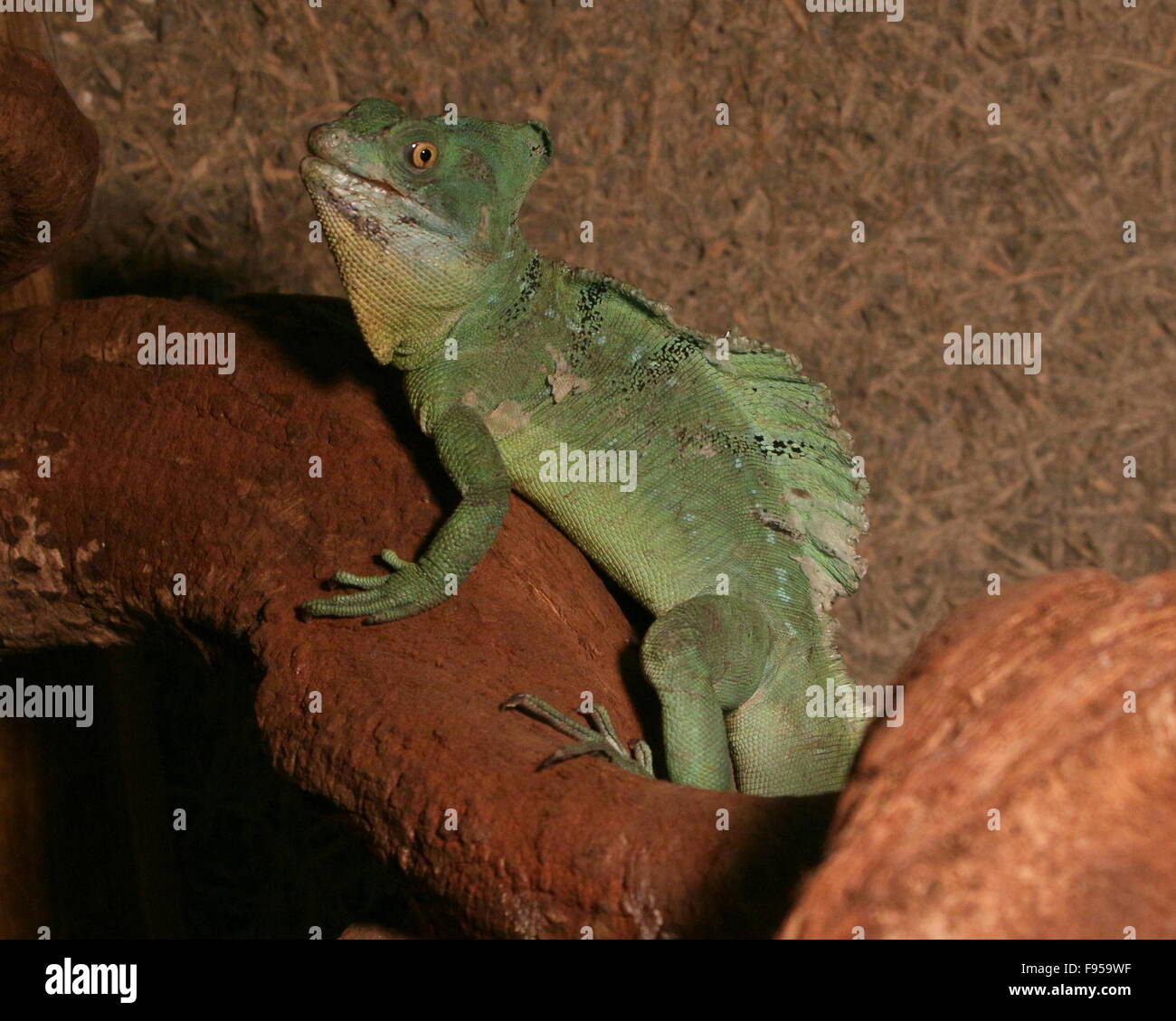 Male Central American Green or Plumed basilisk (Basiliscus plumifrons), a.k.a. double crested basilisk or  Jesus Christ Lizard Stock Photo