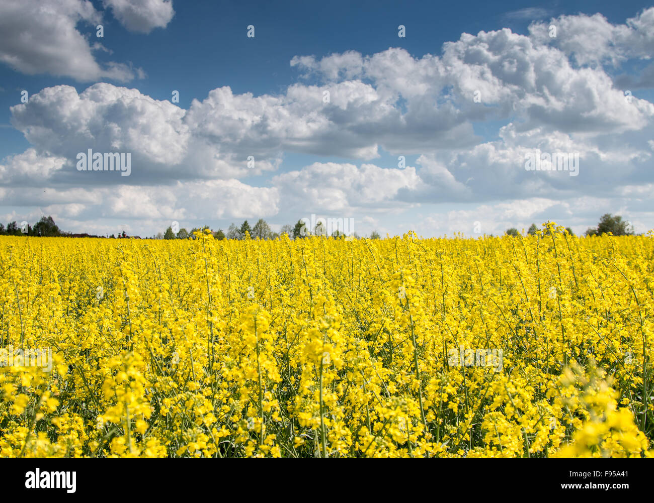 Granola Fields in Czech republic Stock Photo - Alamy