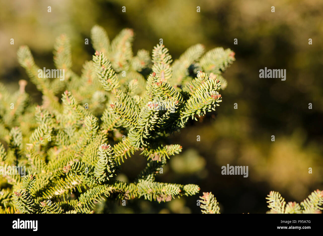Close up of leaves and branches of Spanish fir, Abies pinsapo in natural park Sierra de las Nieves , Andalusia, Spain. Stock Photo
