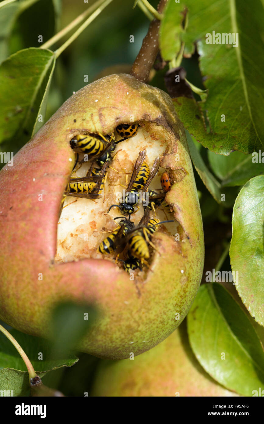 Common wasps (Vespula vulgaris) and a harlequin ladybird (Harmonia axyridis) feed on a ripe comice pear (pyrus communis) Stock Photo