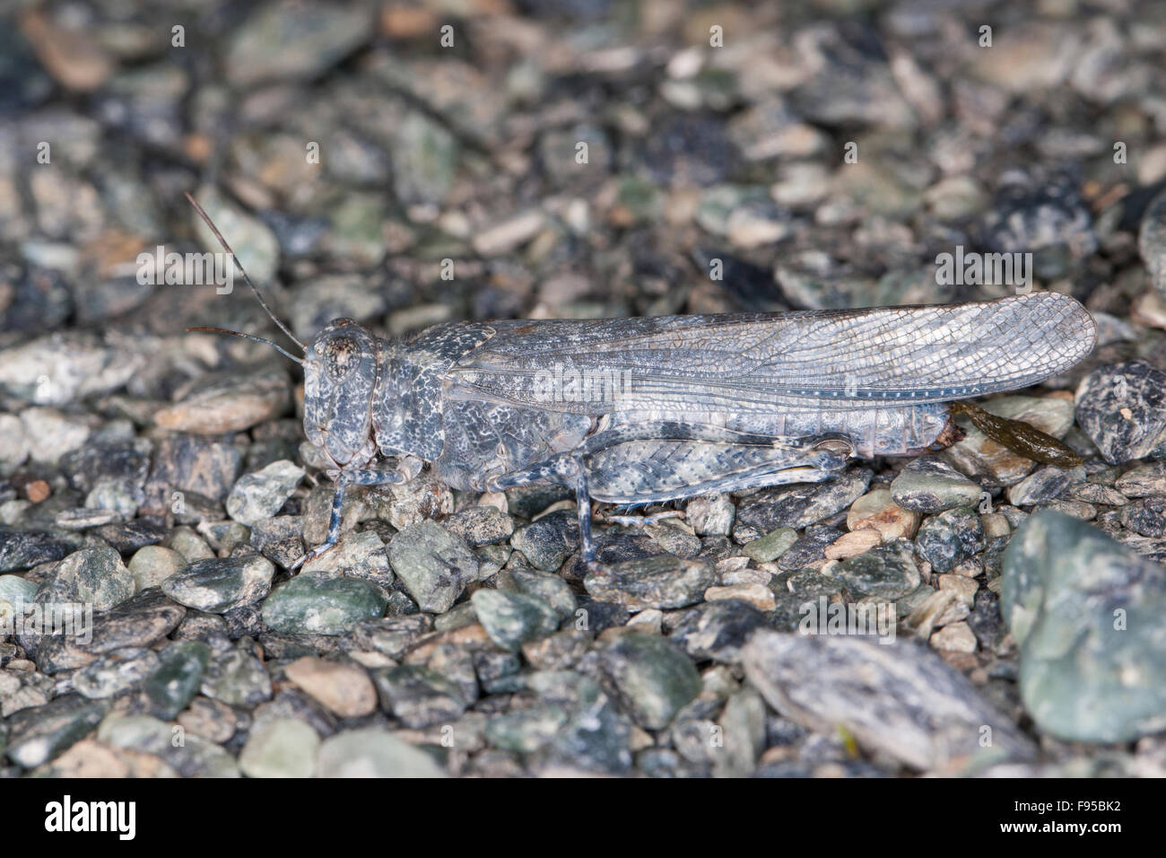 Blue-winged Grasshopper, Camouflage, Sandschrecke, perfekte Tarnung auf dem Untergrund, Sphingonotus corsicus, Korsika, Corsica Stock Photo