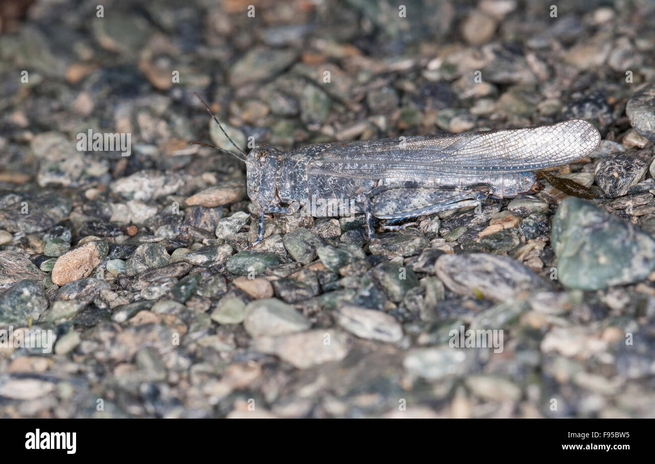 Blue-winged Grasshopper, Camouflage, Sandschrecke, perfekte Tarnung auf dem Untergrund, Sphingonotus corsicus, Korsika, Corsica Stock Photo