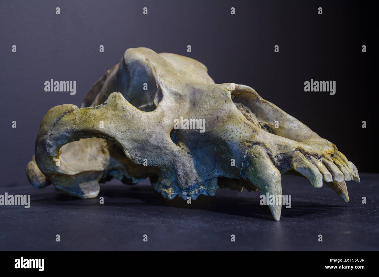 Prehistoric black cave bear skull, upper jaw. Stock Photo