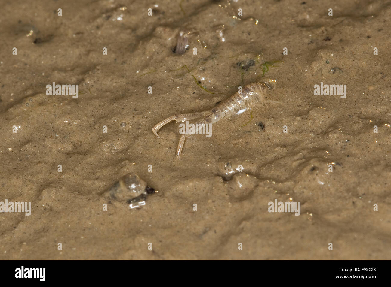 European mud scud, mud dwelling amphipod, Schlickkrebs, Schlick-Krebs, Wattkrebs, Schlamm-Strandfloh, Corophium volutator Stock Photo