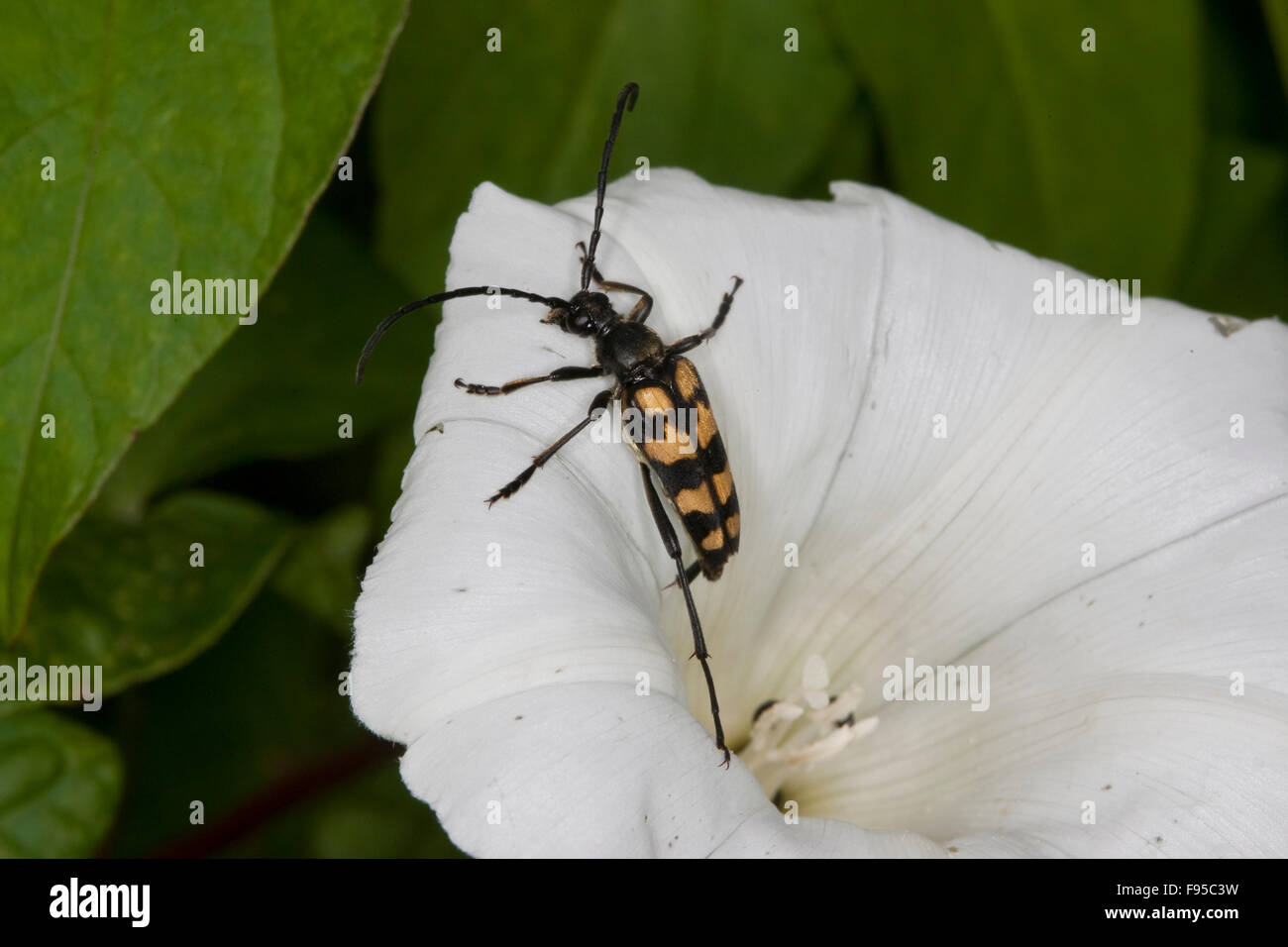 Banded Longhorn Beetle, Vierbindiger Schmalbock, Schmal-Bock, Strangalia quadrifasciata, Leptura quadrifasciata, Blütenbesuch Stock Photo