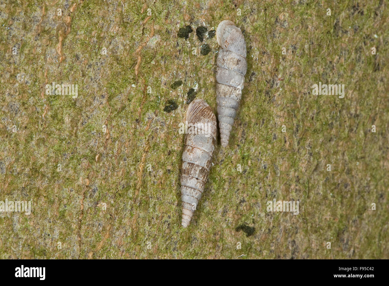 Thames door snail, Schließmundschnecke, Schließmund-Schnecke, Alinda biplicata, Balea biplicata, Laciniaria biplicata Stock Photo