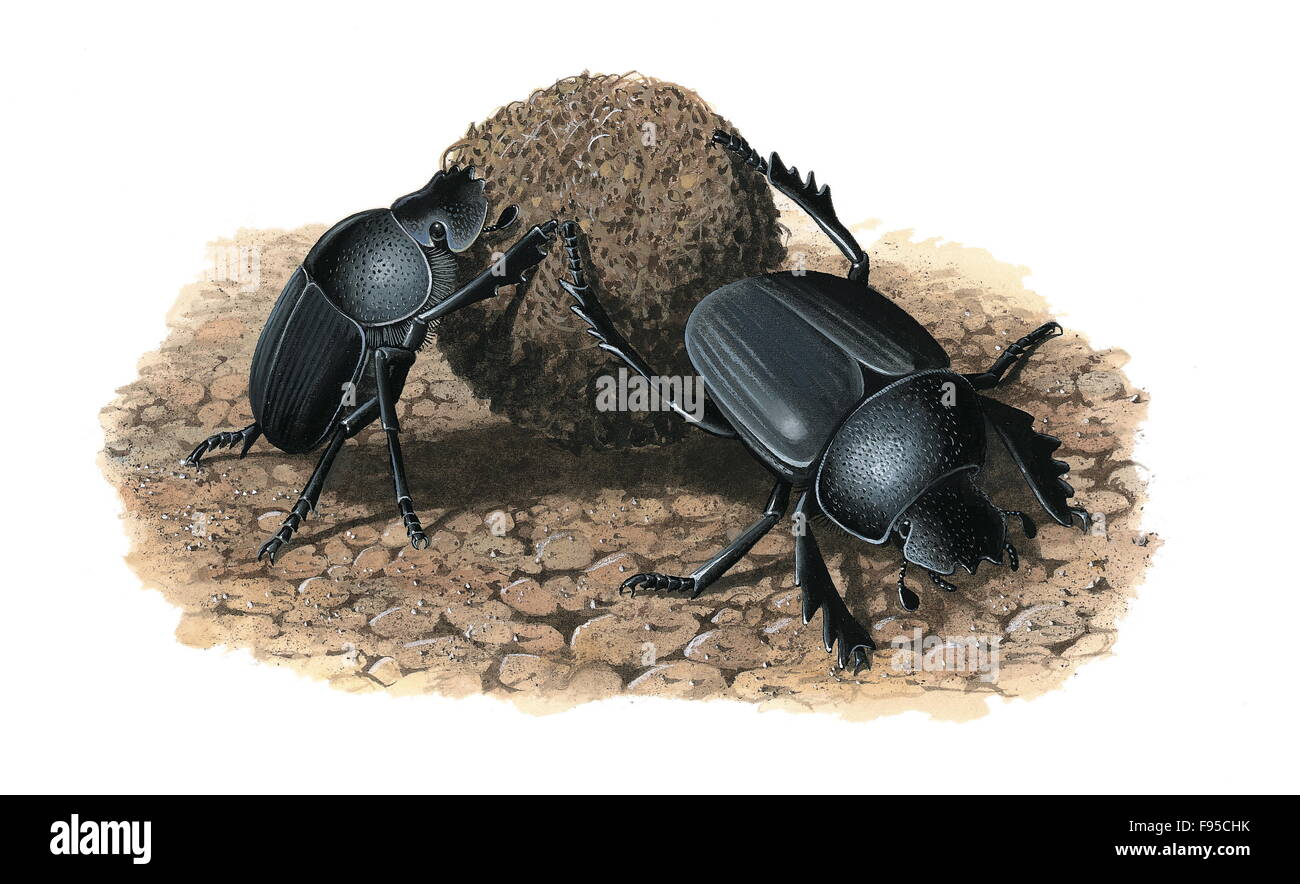 Dung Beetles Stock Photo