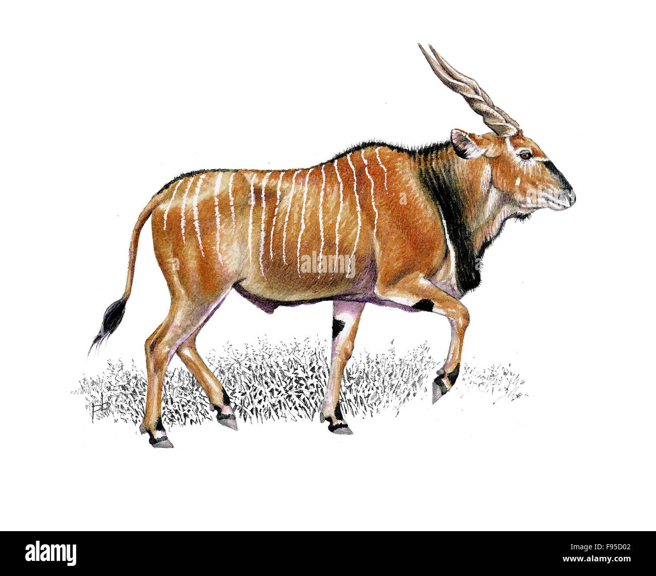 Giant eland illustration mammal animal giant hi-res stock photography and  images - Alamy