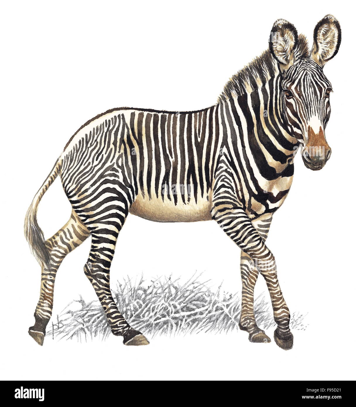 Grevy's zebra Stock Photo