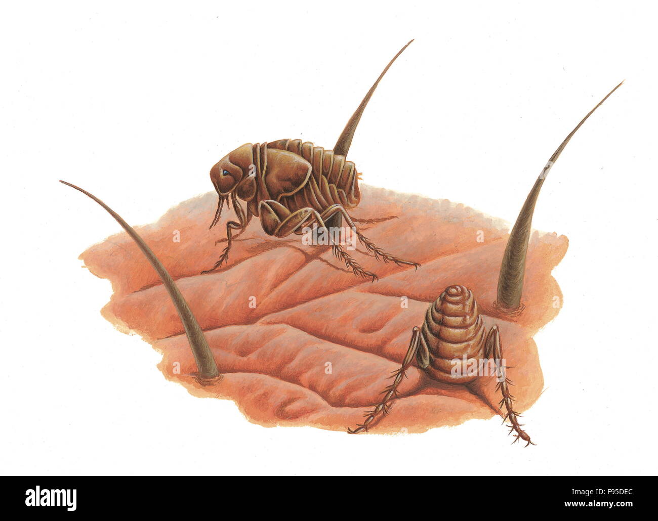 Chigoe flea hi-res stock photography and images - Alamy