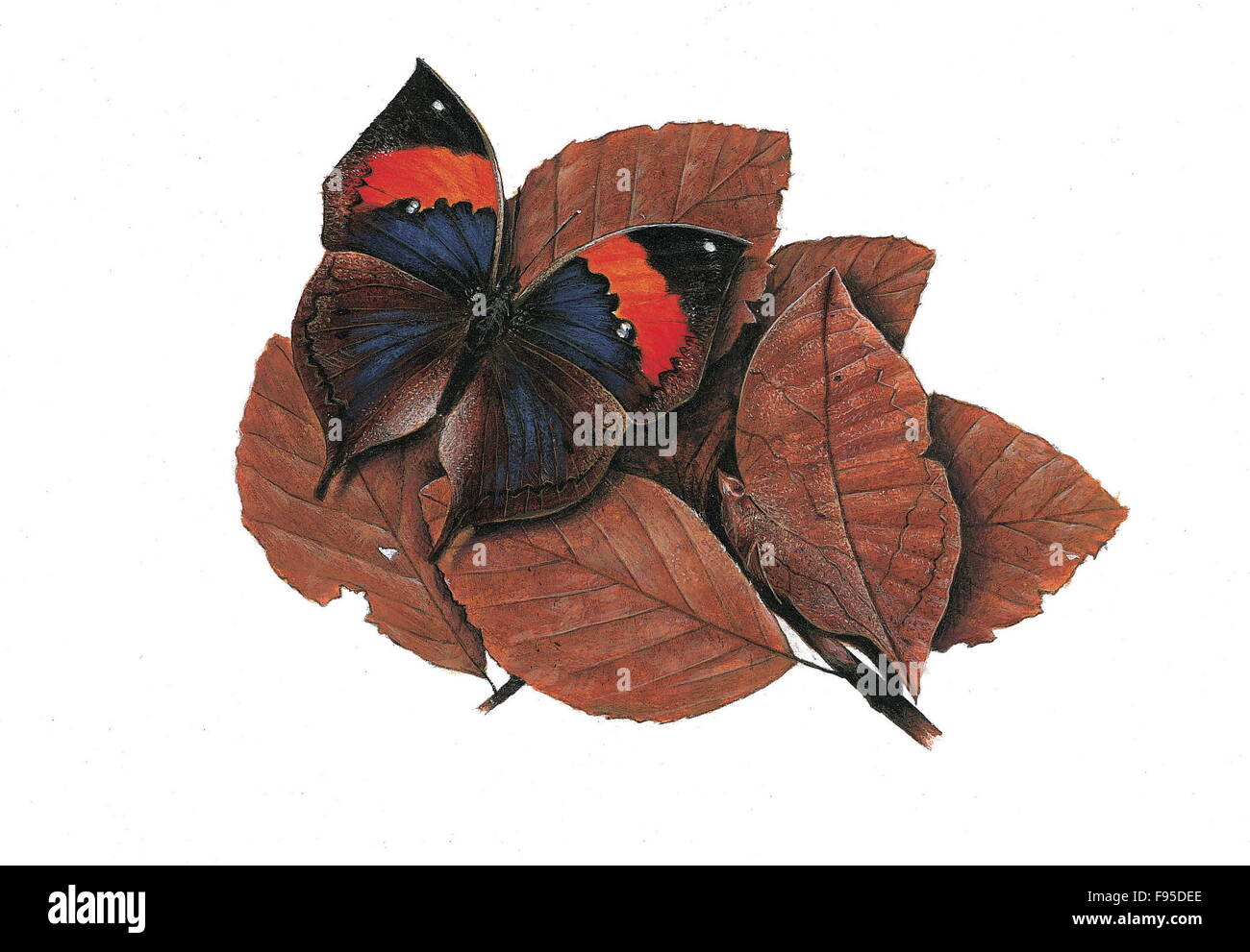 Kalia Insect Kallima Stock Photos & Kallima Stock Images - Alamy