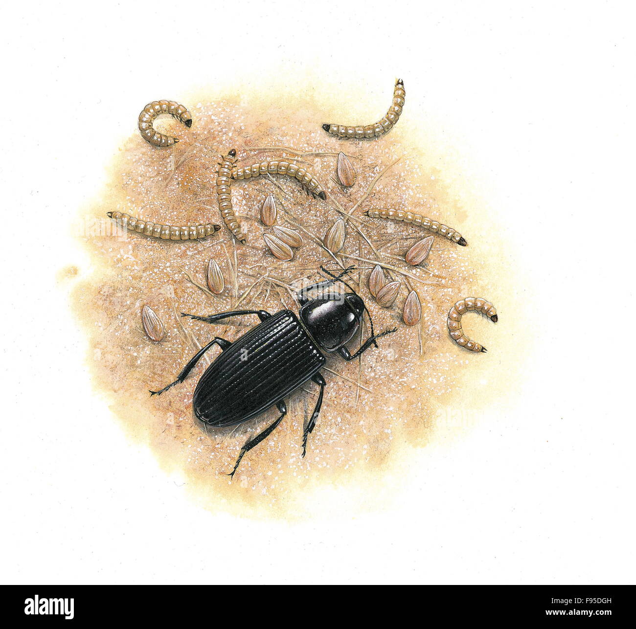 Mealworm insects illustration bugs beetle hires stock photography and