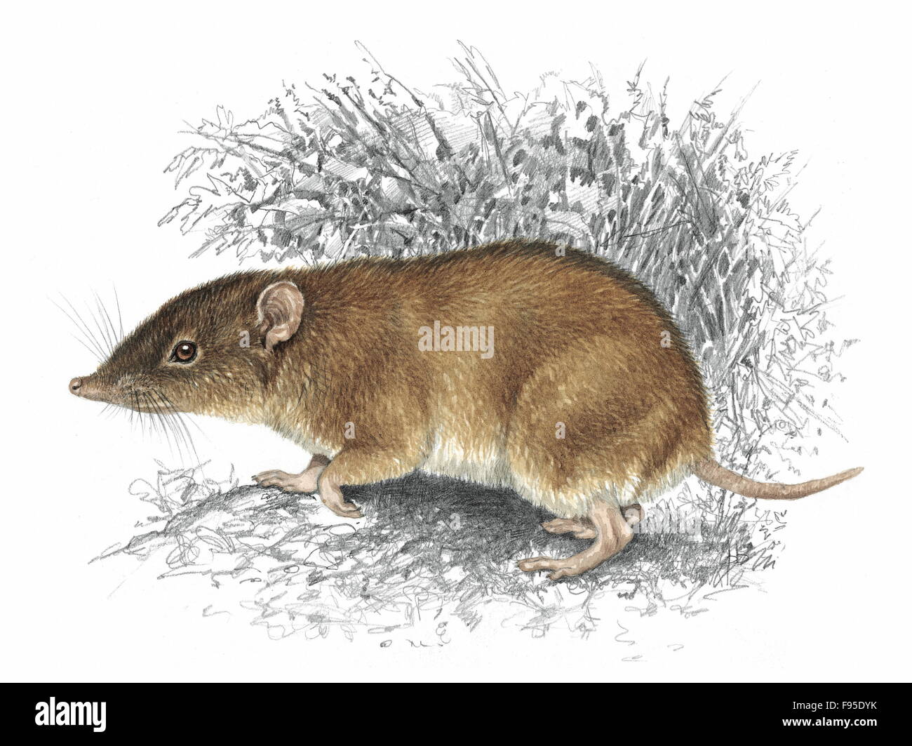 Moonrat illustration endangered moonrat mammal hi-res stock photography ...
