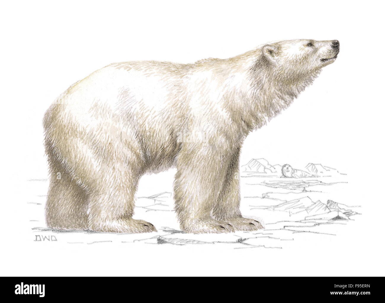 Polar bear illustration hi-res stock photography and images - Alamy