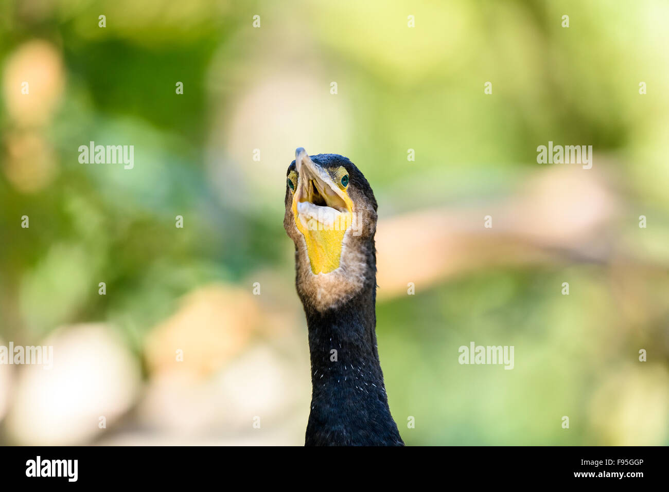 Black Cormorant Sea Bird Portrait Stock Photo