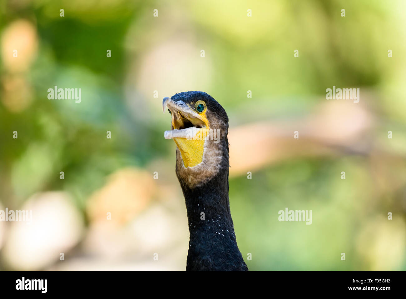 Black Cormorant Sea Bird Portrait Stock Photo