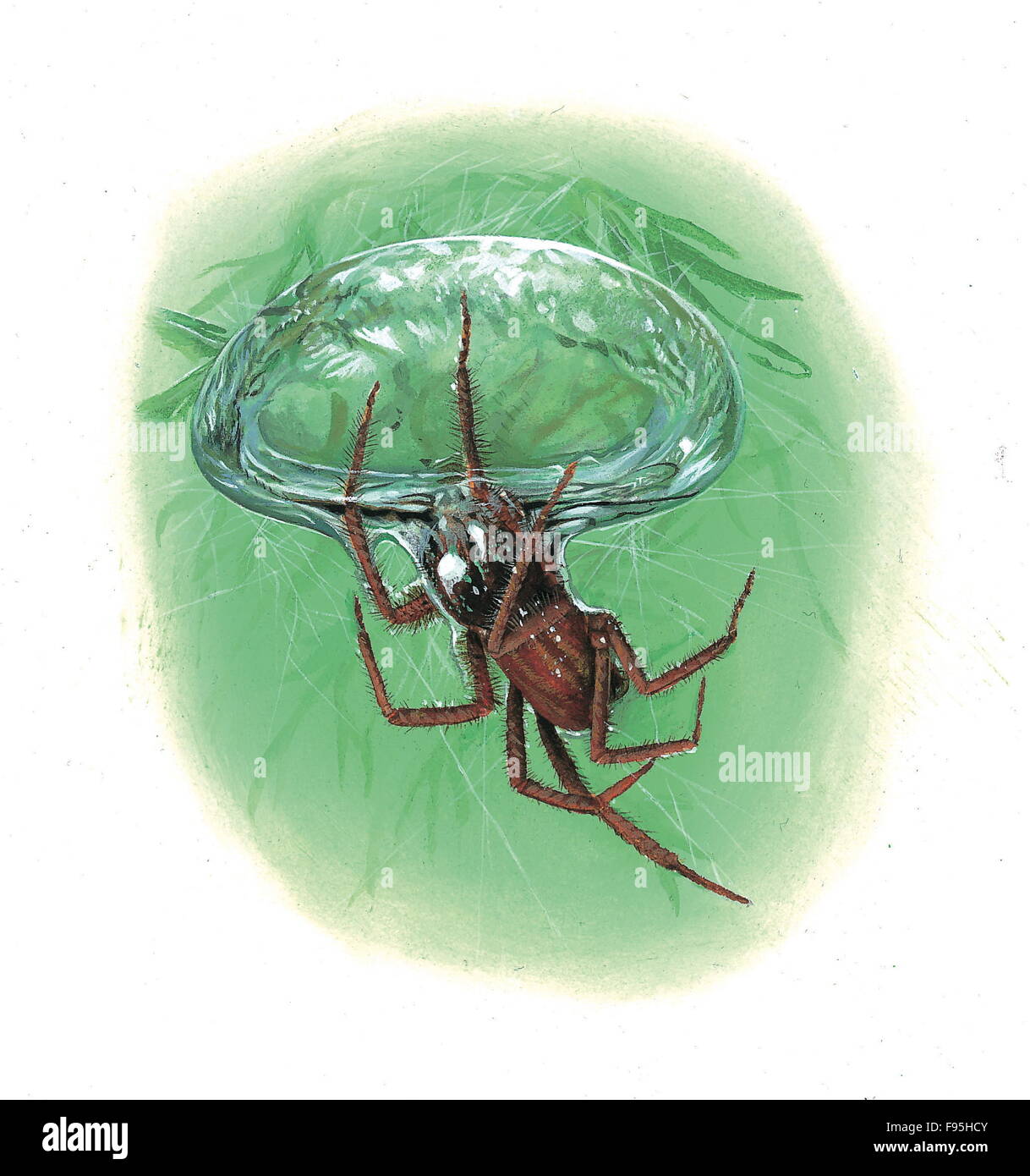 Water Spider Stock Photo Alamy