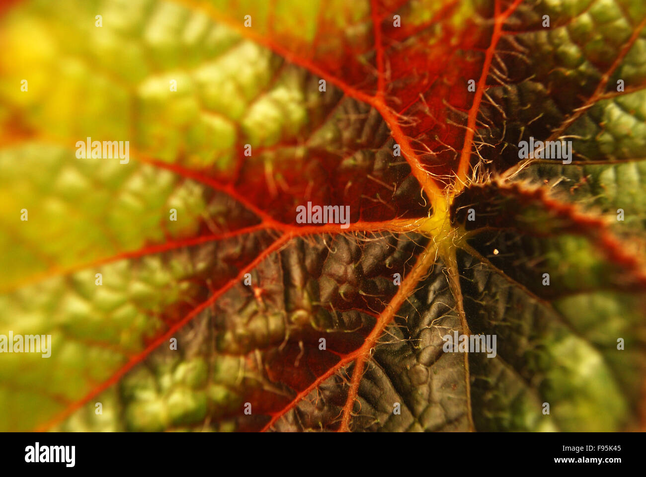 leaf closeup Stock Photo - Alamy