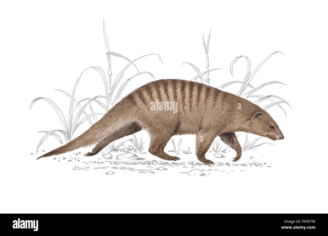Banded Mongoose Stock Photo Alamy Banded Mongoose Stock Photo Alamy