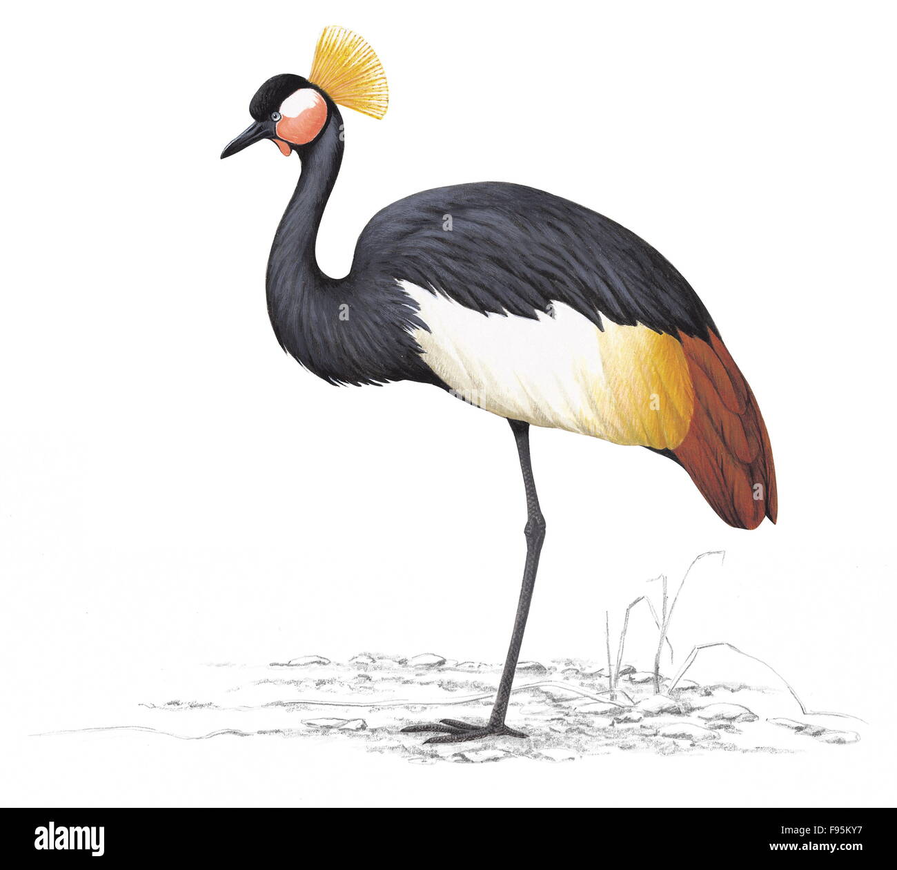 Black crowned crane Stock Photo - Alamy