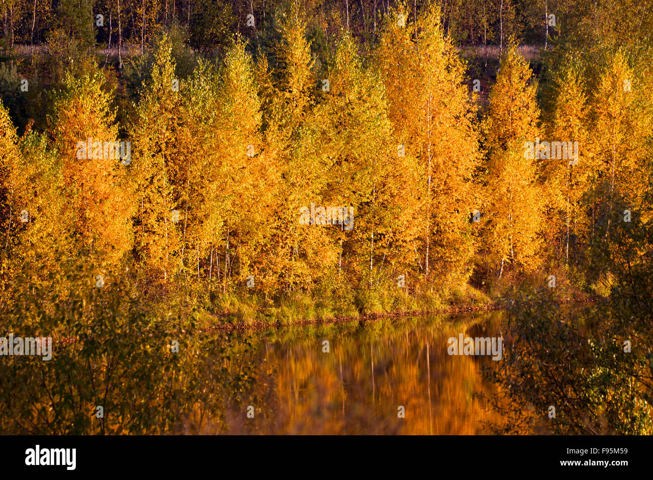 Beautiful landscape. Field and edge of forest Russia Stock Photo - Alamy