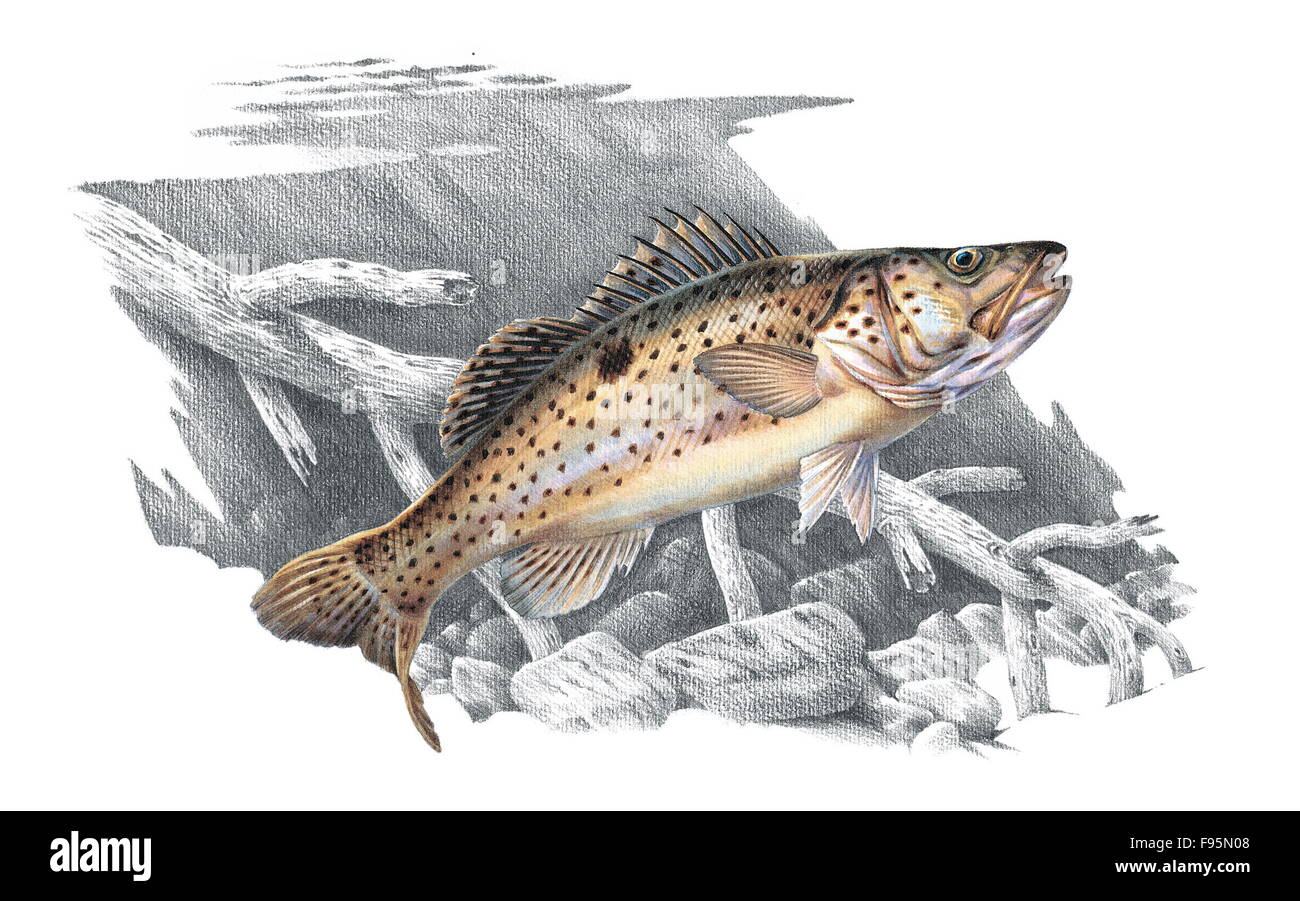 Cod Trout fish Stock Photo