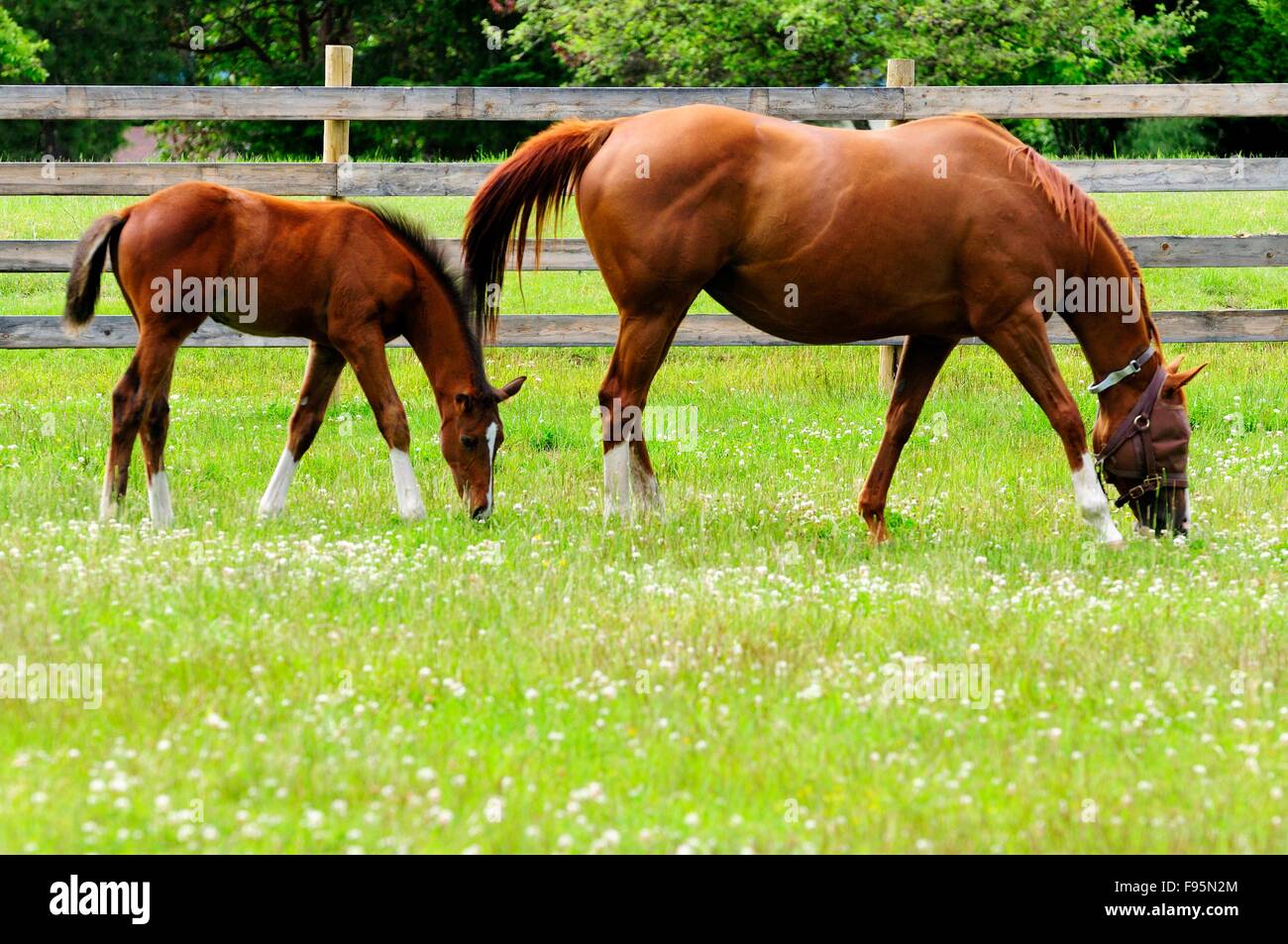 A colt and mare eating grass in a field. Stock Photo