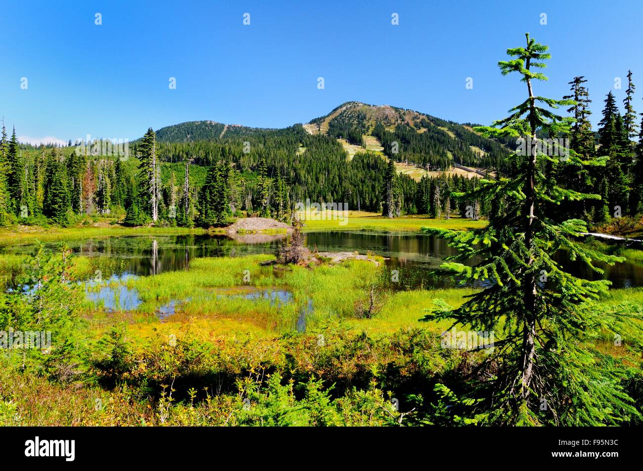 An alpine lake in Paradise Meadows with Mt. Washington in the background in Strathcona Provincial Park, on Vancouver Island in Stock Photo