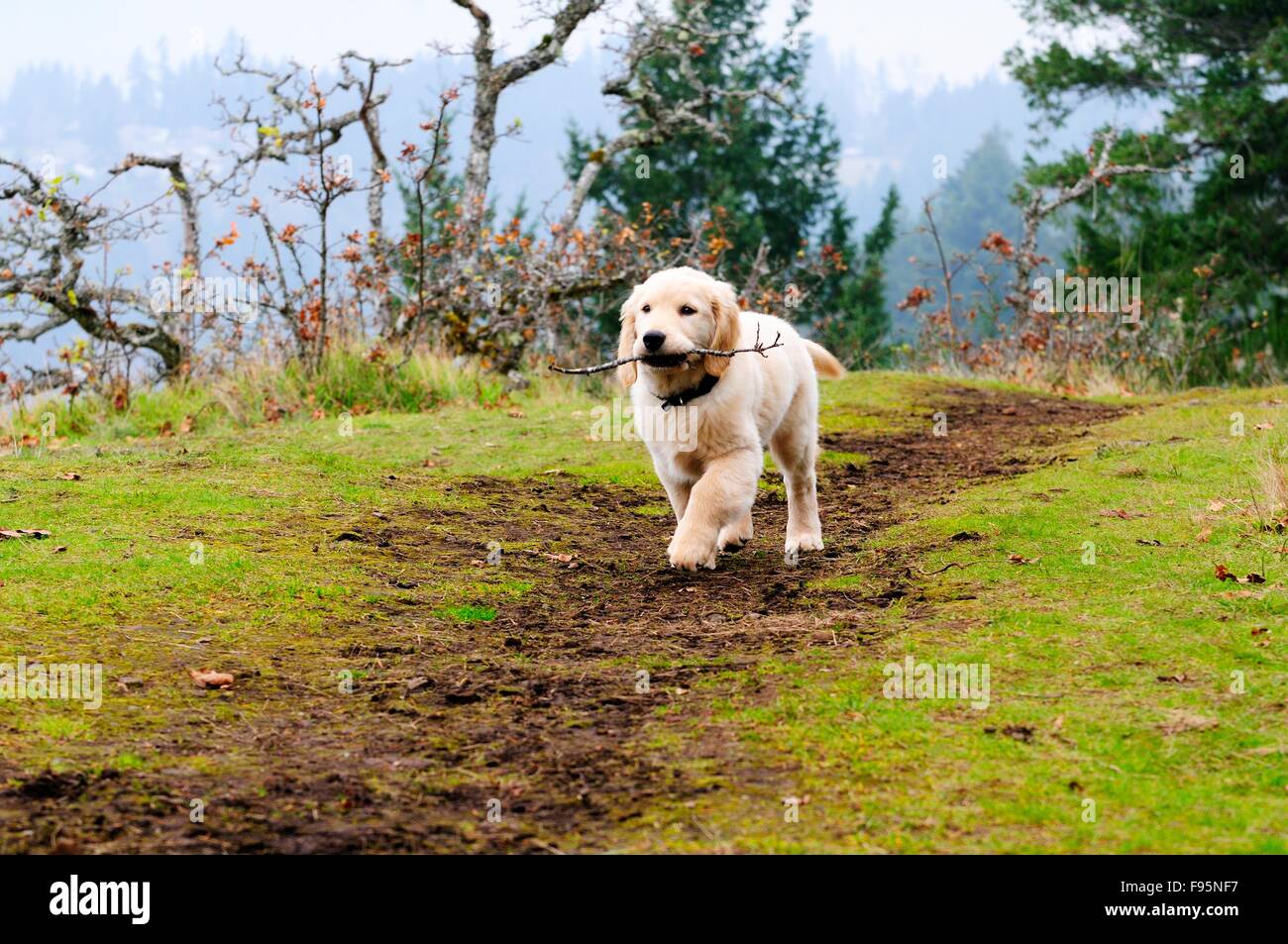 Can I Take My 12 Week Old Puppy To The Dog Park