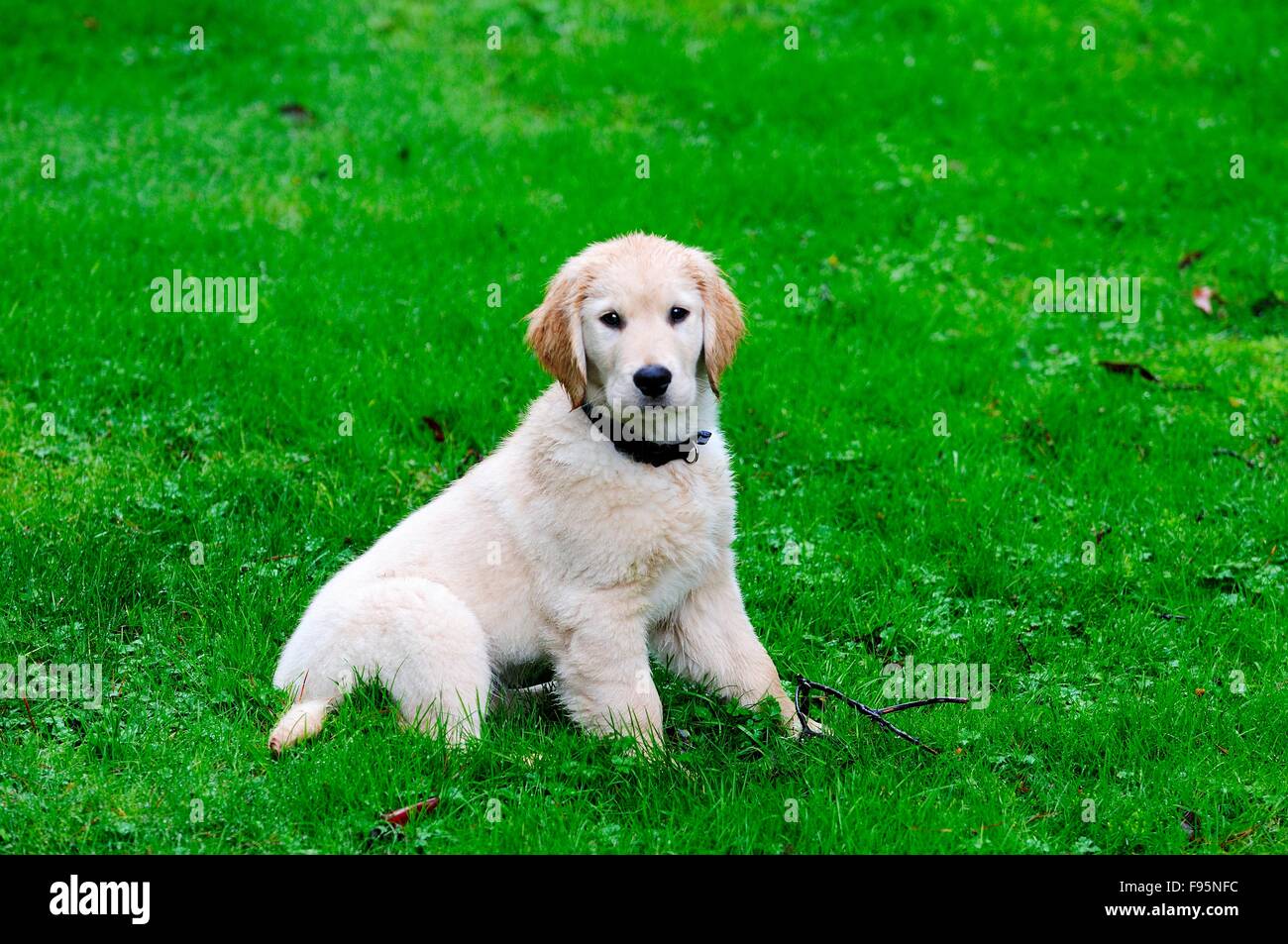 can i take my 12 week old puppy to the dog park