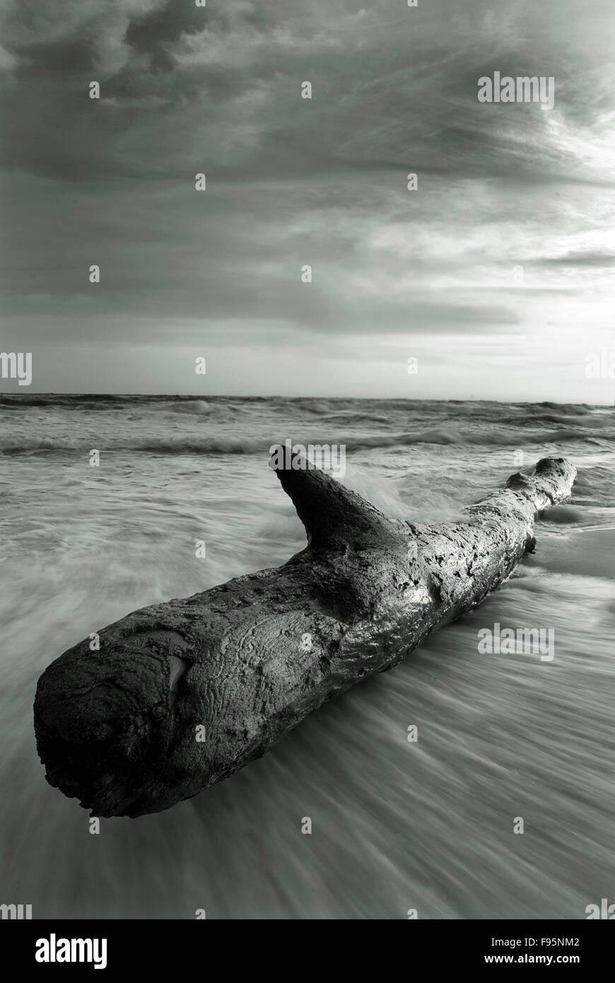 Black and White Driftwood Stock Photo - Alamy