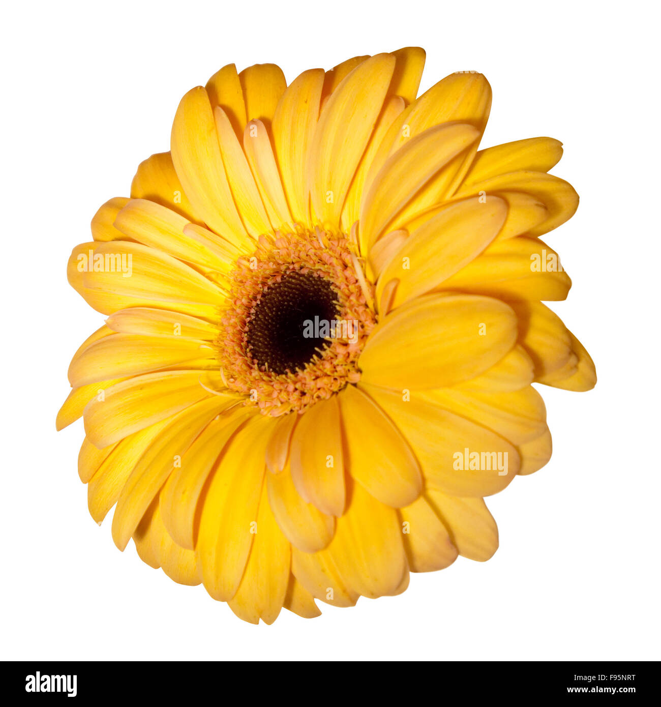 Single daisy flower. Isolated over white background Stock Photo - Alamy