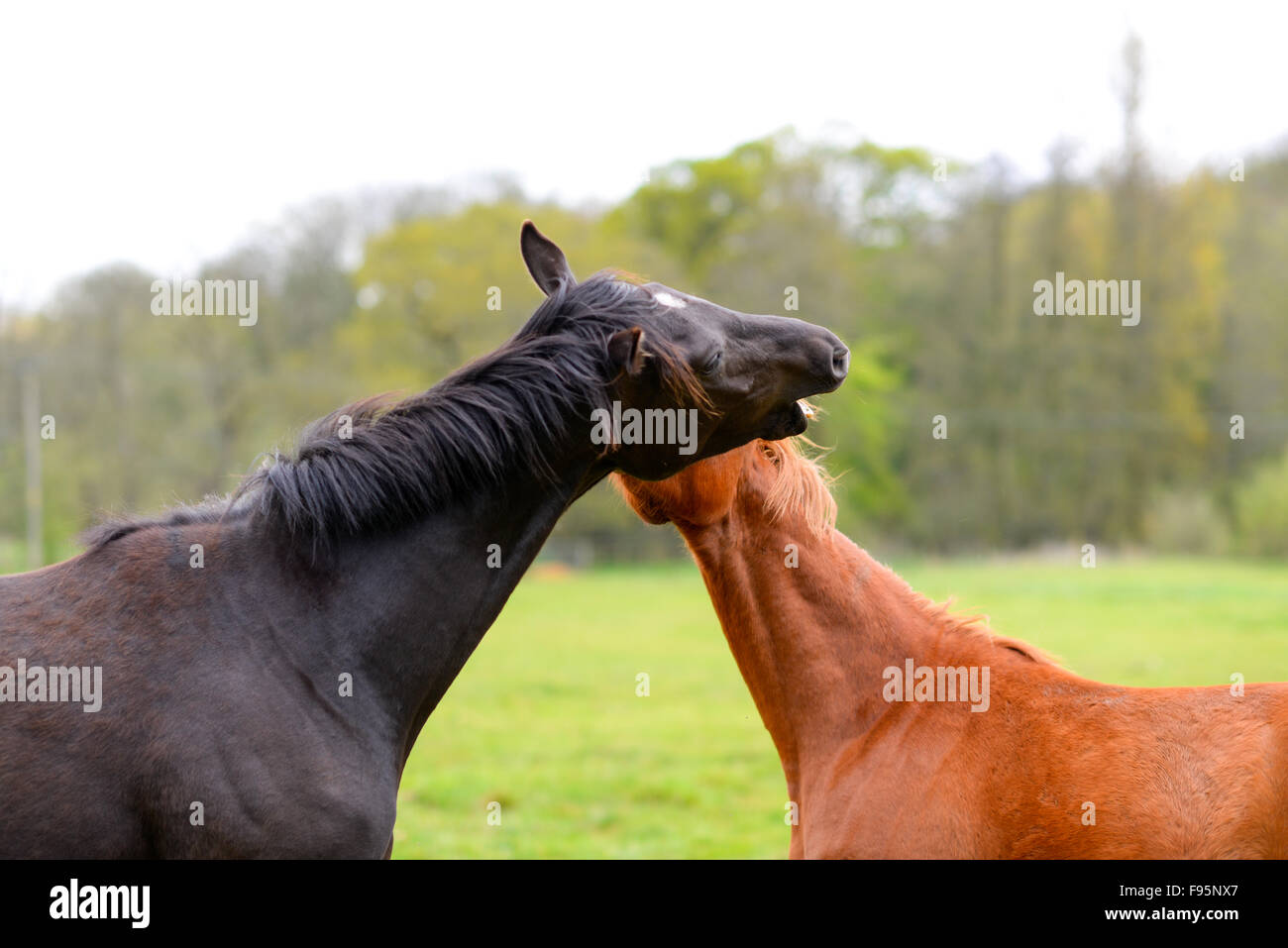 Playful sparring horses, parent and juvenile. Stock Photo