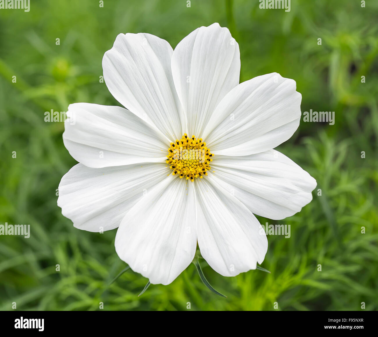 White Dahlia flower, close up, Manitoba, Canada Stock Photo
