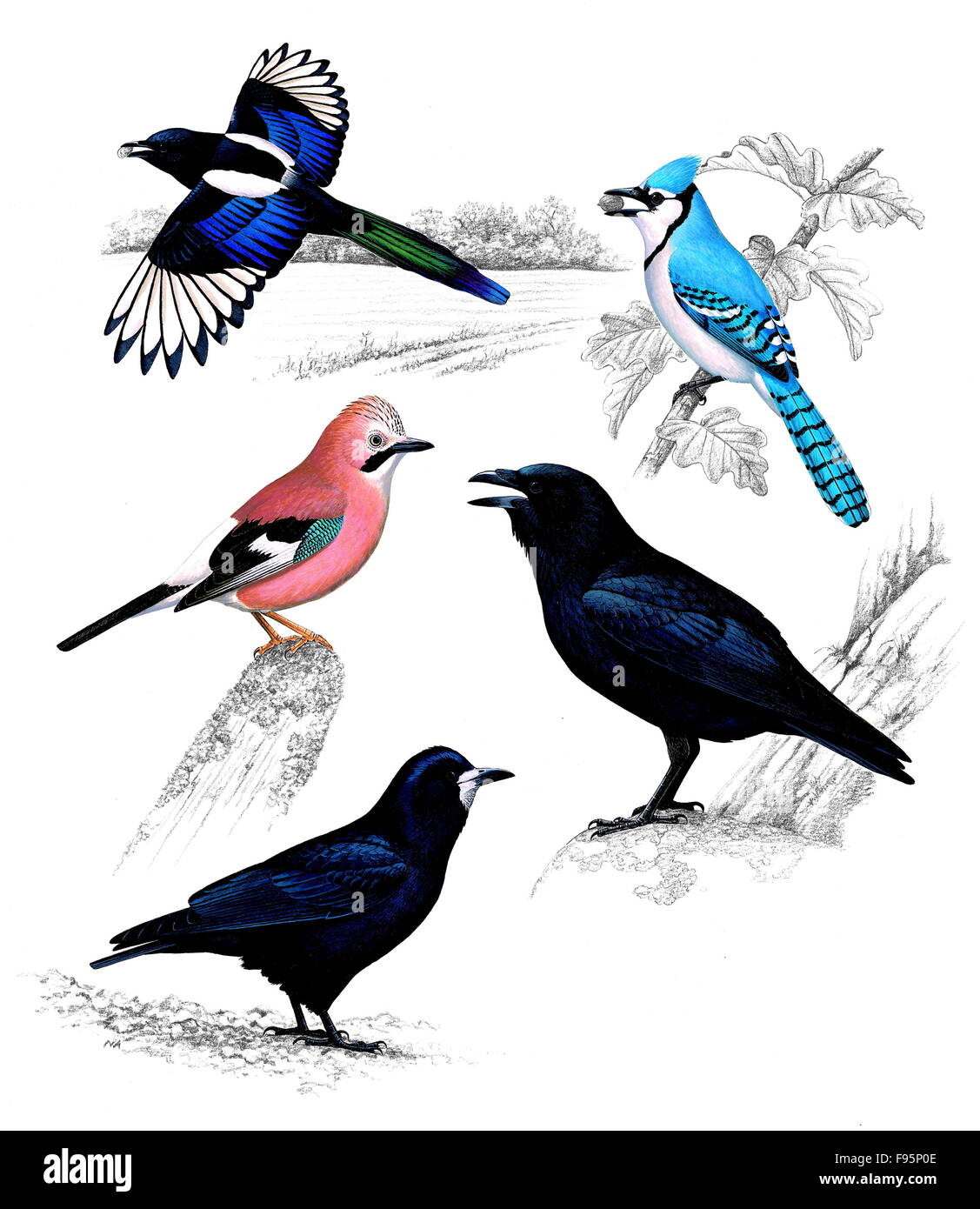 Crows plate illustration birds aves crow corvus hi-res stock