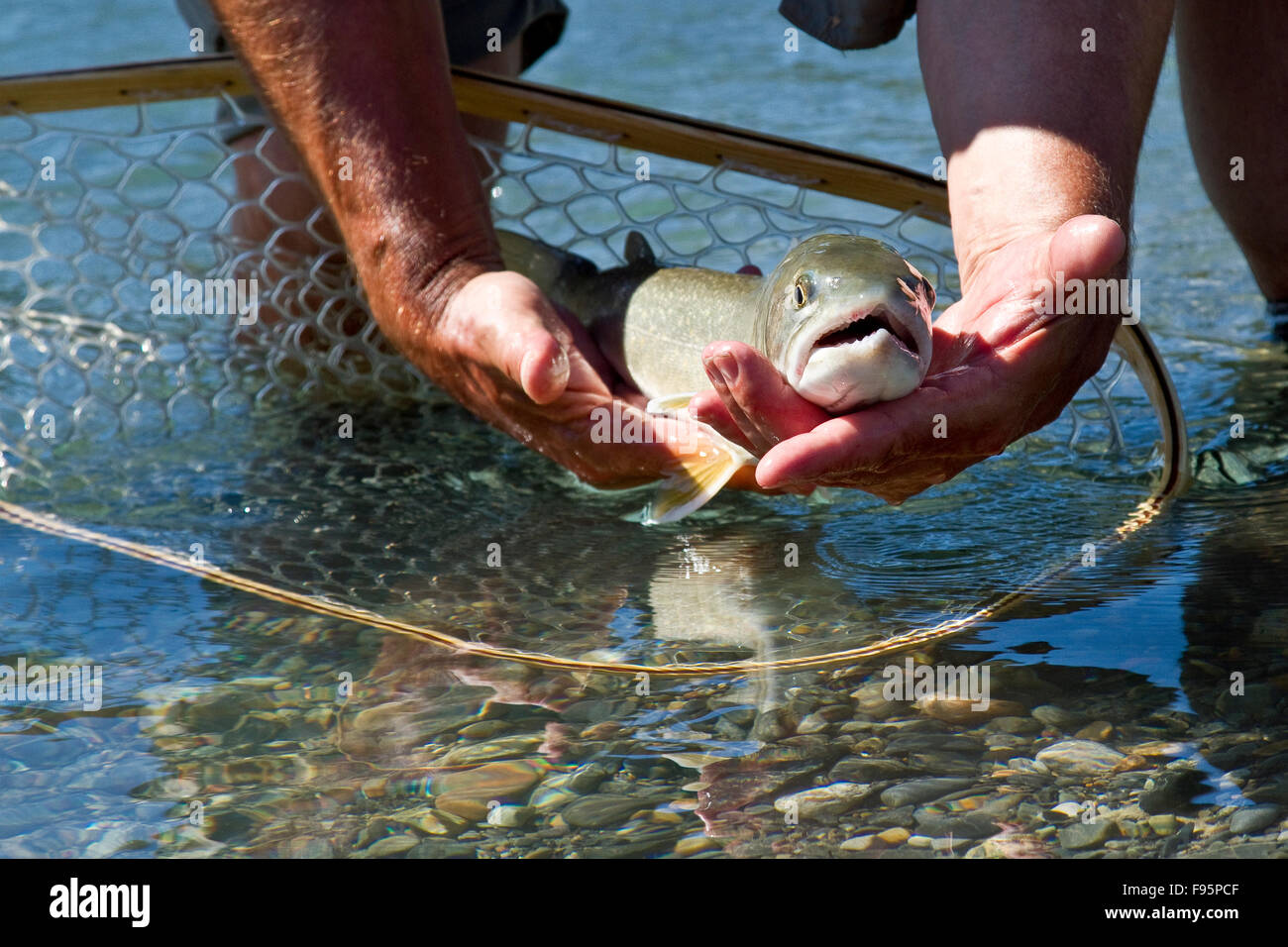 Middleaged man releases bull trout into Bull river, East Kootenays, BC, Canada Stock Photo