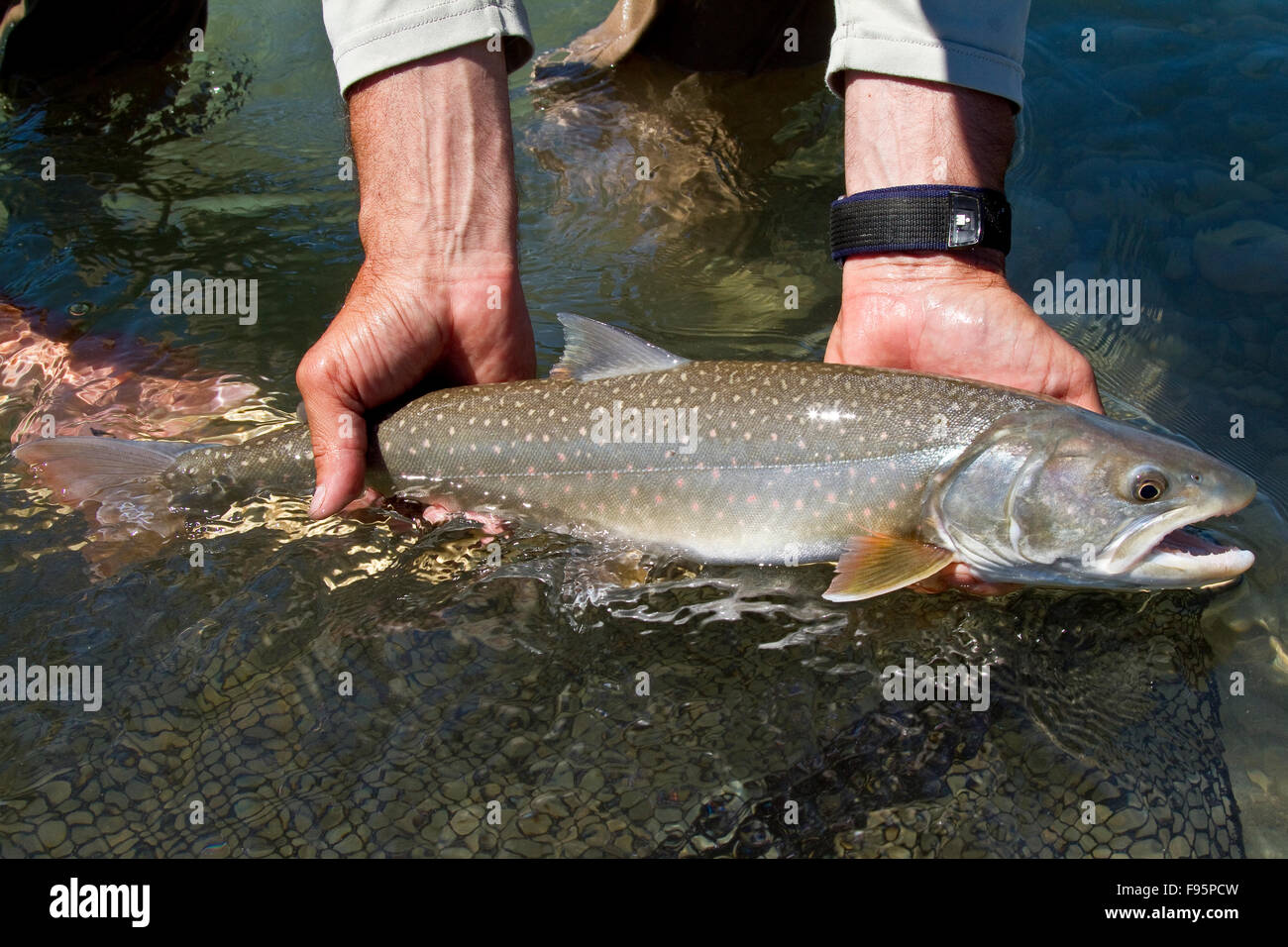 Fishing guide releases bull trout into Kootenay river, East Kootenays, BC, Canada. Stock Photo