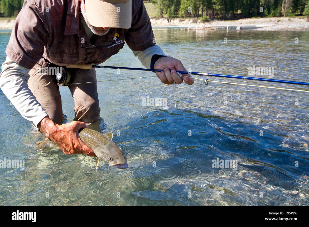 Fishing guide releases bull trout into Kootenay river, East Kootenays, BC, Canada. Stock Photo