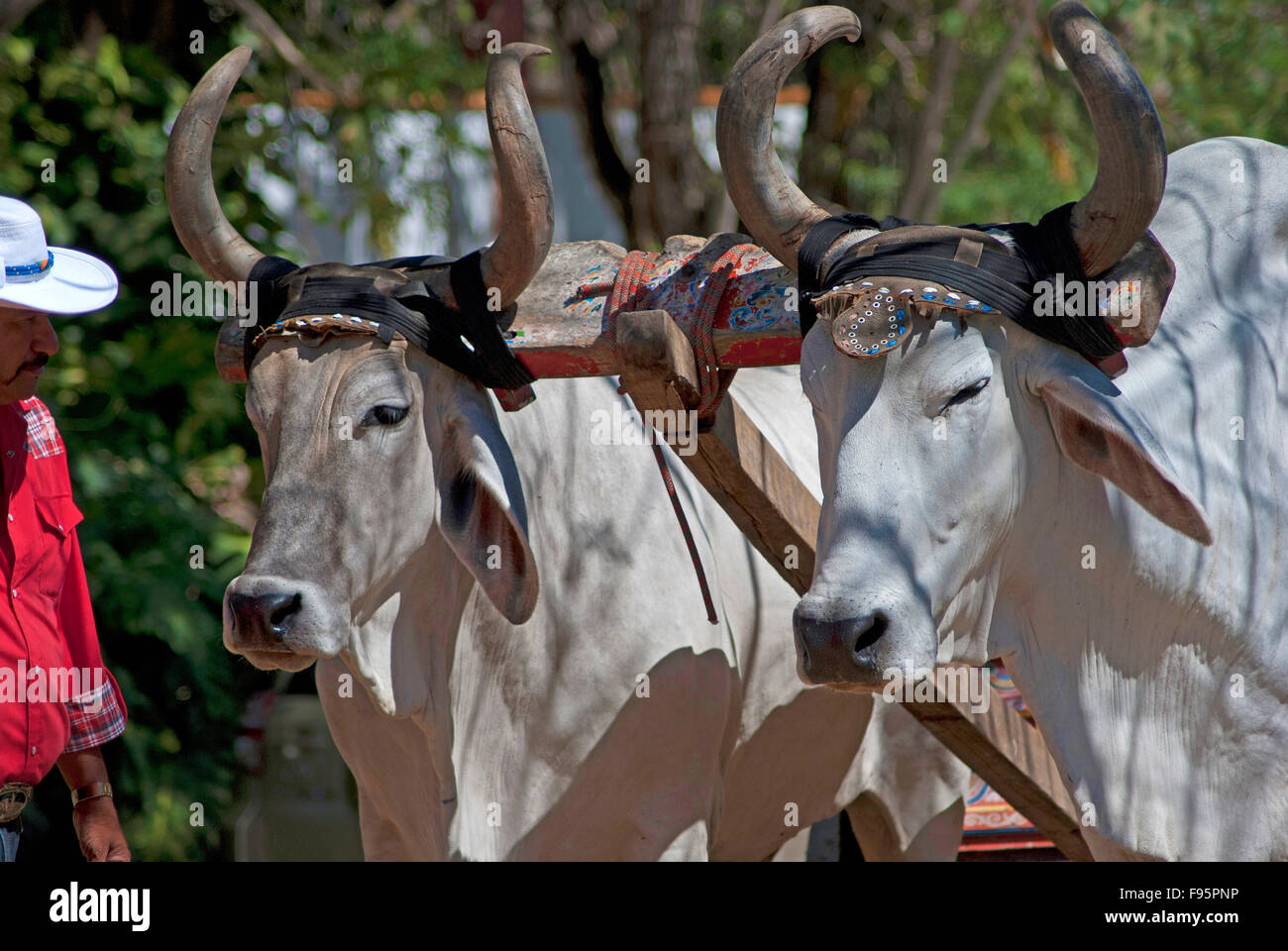 Brahman bulls in Rincon de la Vieja National Park, Costa Rica Stock Photo