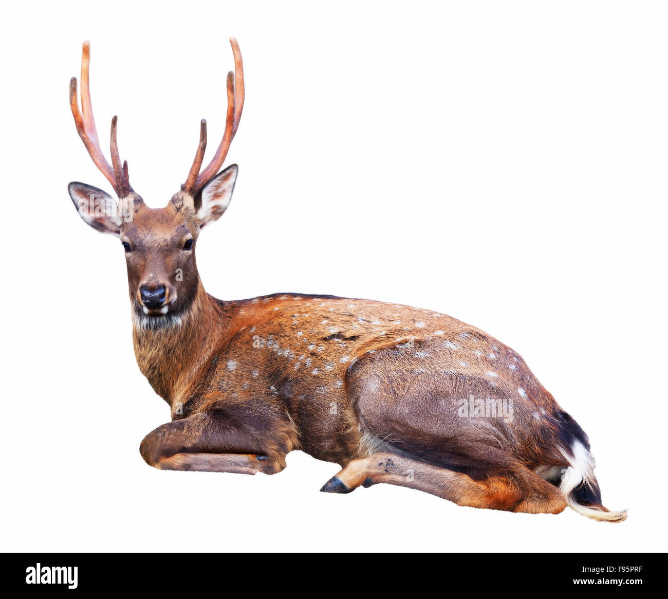 Deer sitting down Cut Out Stock Images & Pictures - Alamy