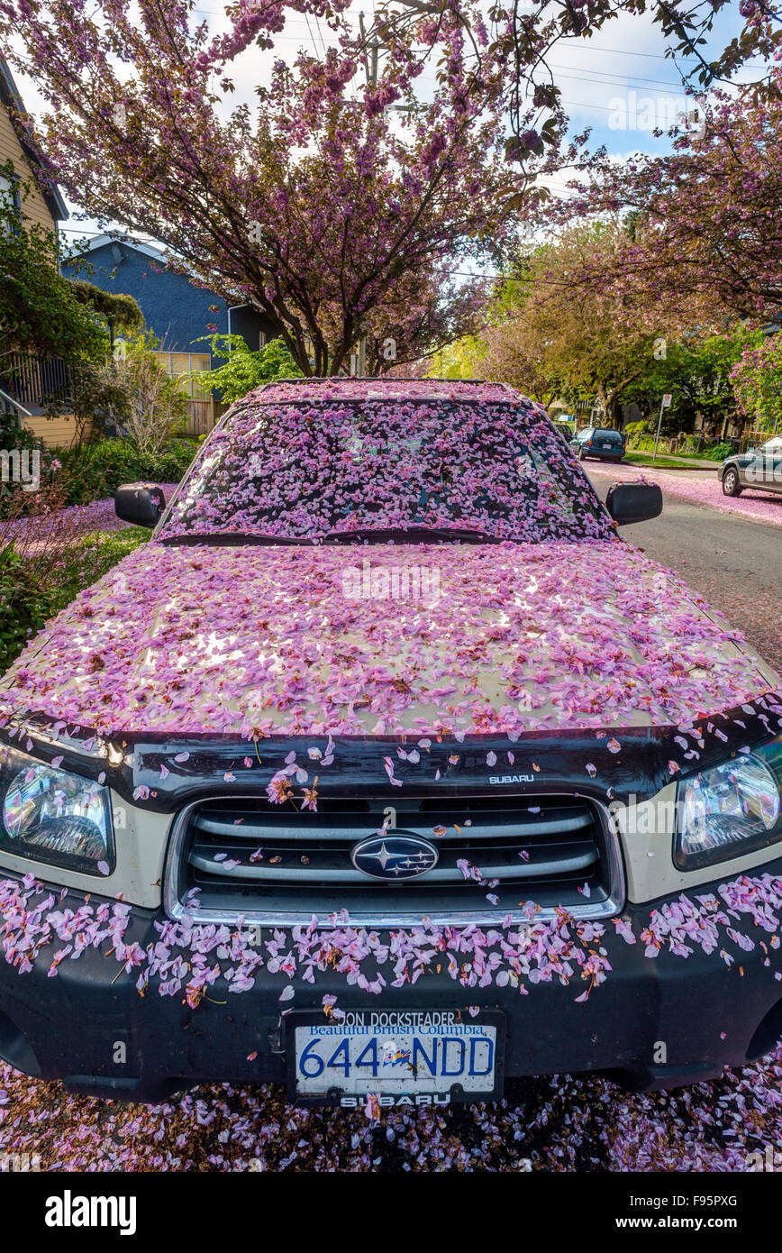 Cherry Blossoms covering a parked car along a residential neighborhood Stock Photo
