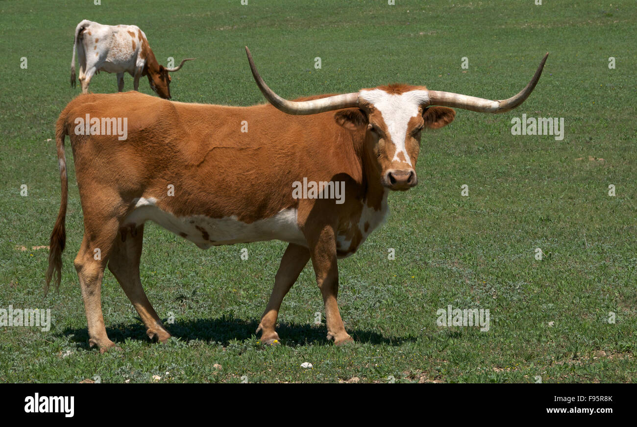 Texas Longhorn Cattle or Cows in green pasture, Decatur, TX, USA Stock Photo