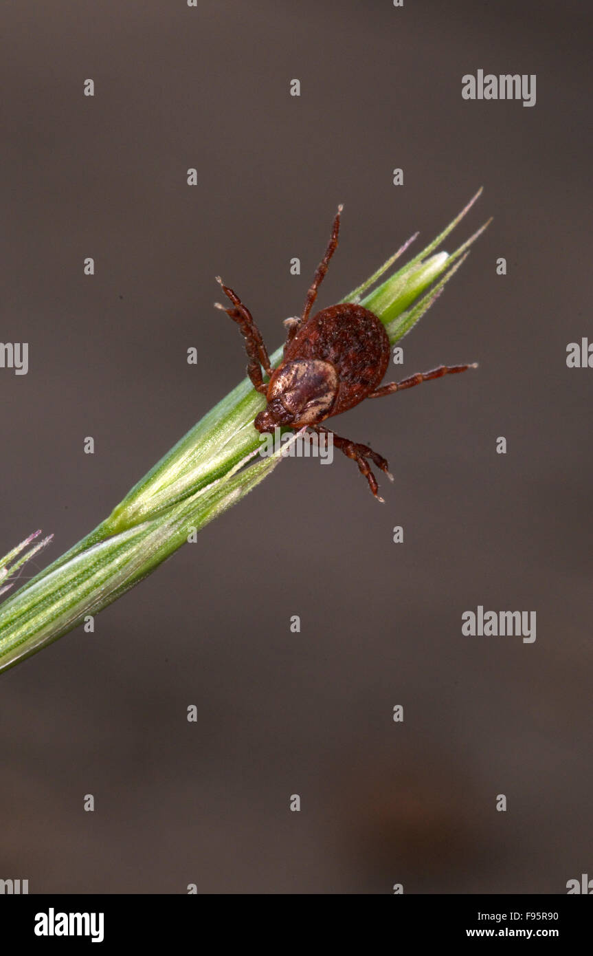 Closeup of female Wood Tick or American Dog Tick clinging to grass head waiting with outstretched legs for host to brush by. Stock Photo